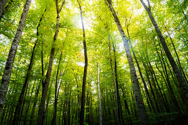 Litmus_sustainability
